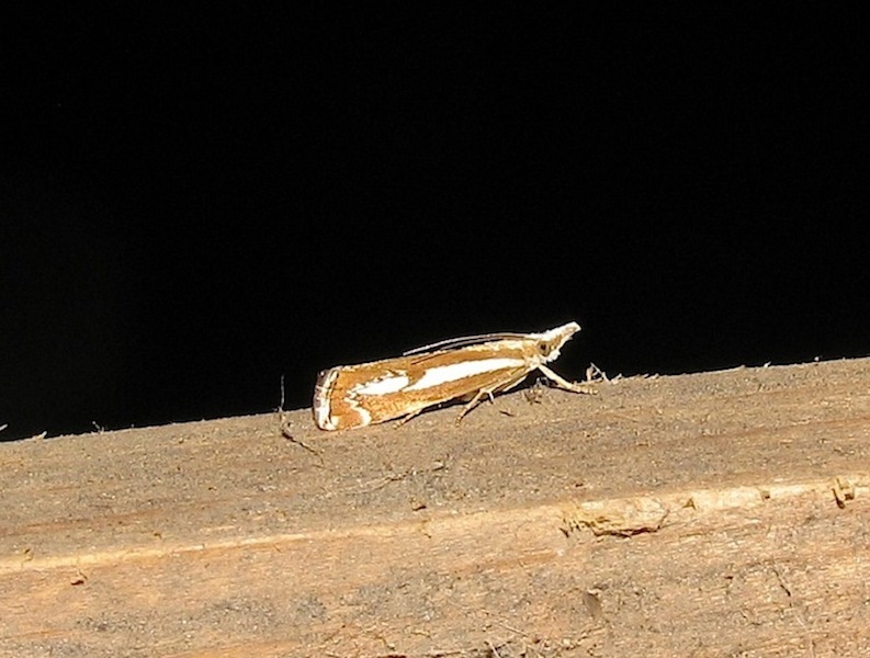 Catoptria corsicella (Duponchel 1836)